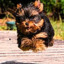 dog, puppy, yorkshire_terrier, cute, jumping, outdoor, nature, fur, small_dog, playful, animal, pet, grass, wooden_path, sunlight, motion, blurred_background, adorable, energetic, canine