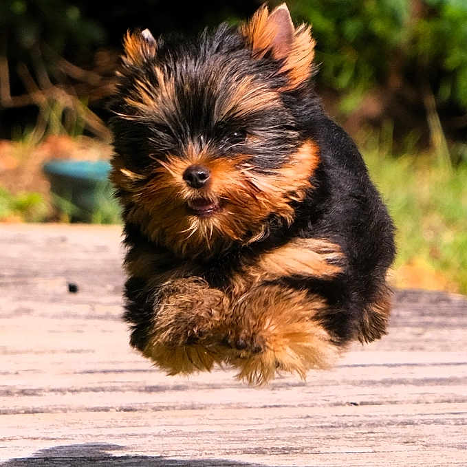 Sunny a rejoint le concours — aidez-le/la à gagner de superbes lots ! adorable, animal, blurred_background, canine, cute, dog, energetic, fur, grass, jumping, motion, nature, outdoor, pet, playful, puppy, small_dog, sunlight, wooden_path, yorkshire_terrier