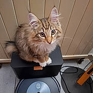 Aïko a rejoint le concours — aidez-le/la à gagner de superbes lots ! cat, kitten, tabby, fluffy, indoor, speaker, robot_vacuum, floor, tile, cord, curious, pet, feline, white_paws, brown, black, household, technology, domestic, cute