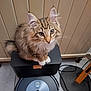 cat, kitten, tabby, fluffy, indoor, speaker, robot_vacuum, floor, tile, cord, curious, pet, feline, white_paws, brown, black, household, technology, domestic, cute