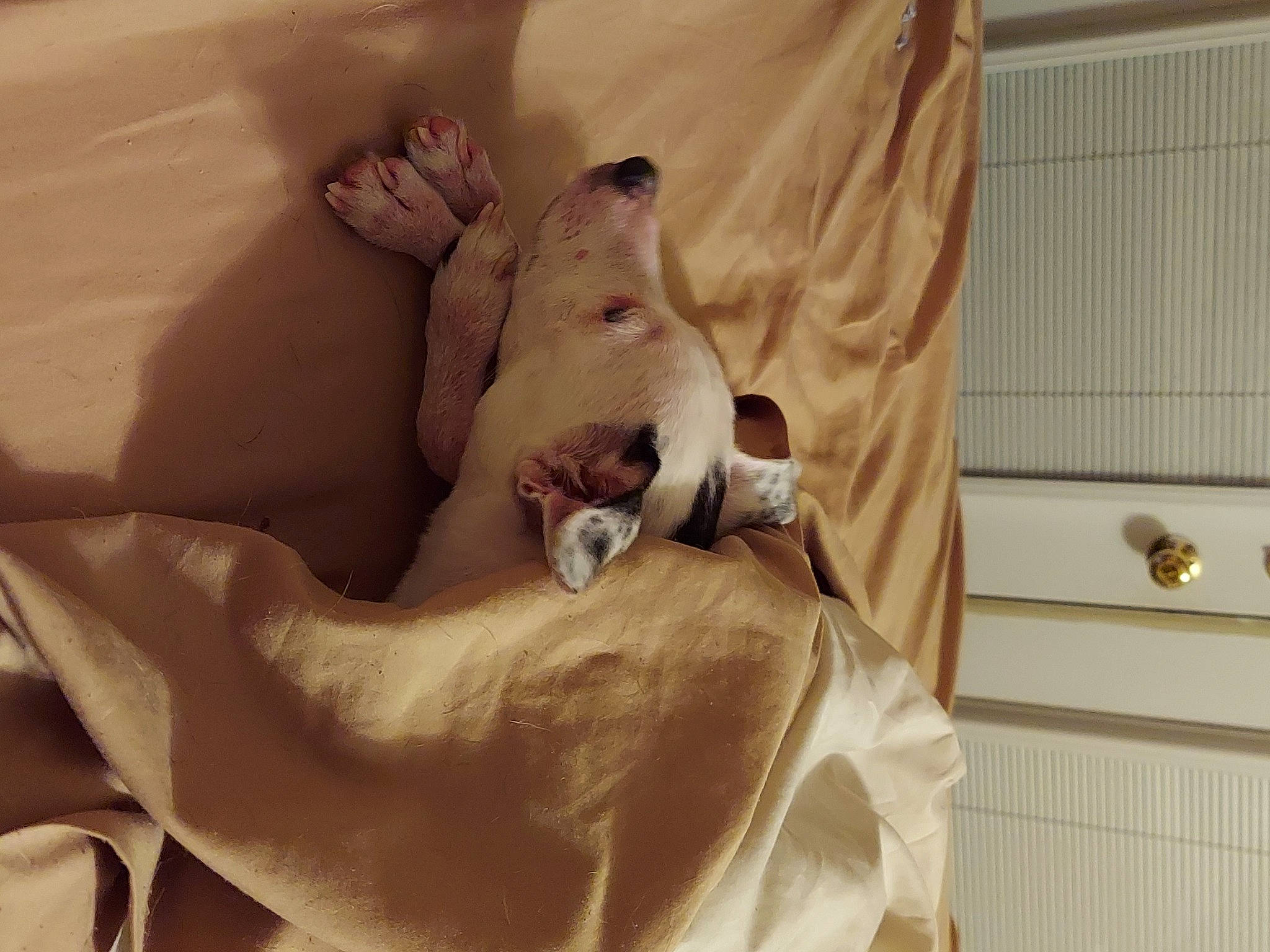 Tiny joined the competition — help win amazing prizes! abdomen, bedding, carnivore, comfort, companion_dog, dog, dog_breed, fawn, felidae, fur, hardwood, linens, paw, small_to_medium_sized_cats, sporting_group, stuffed_toy, tail, trunk, whiskers, wood