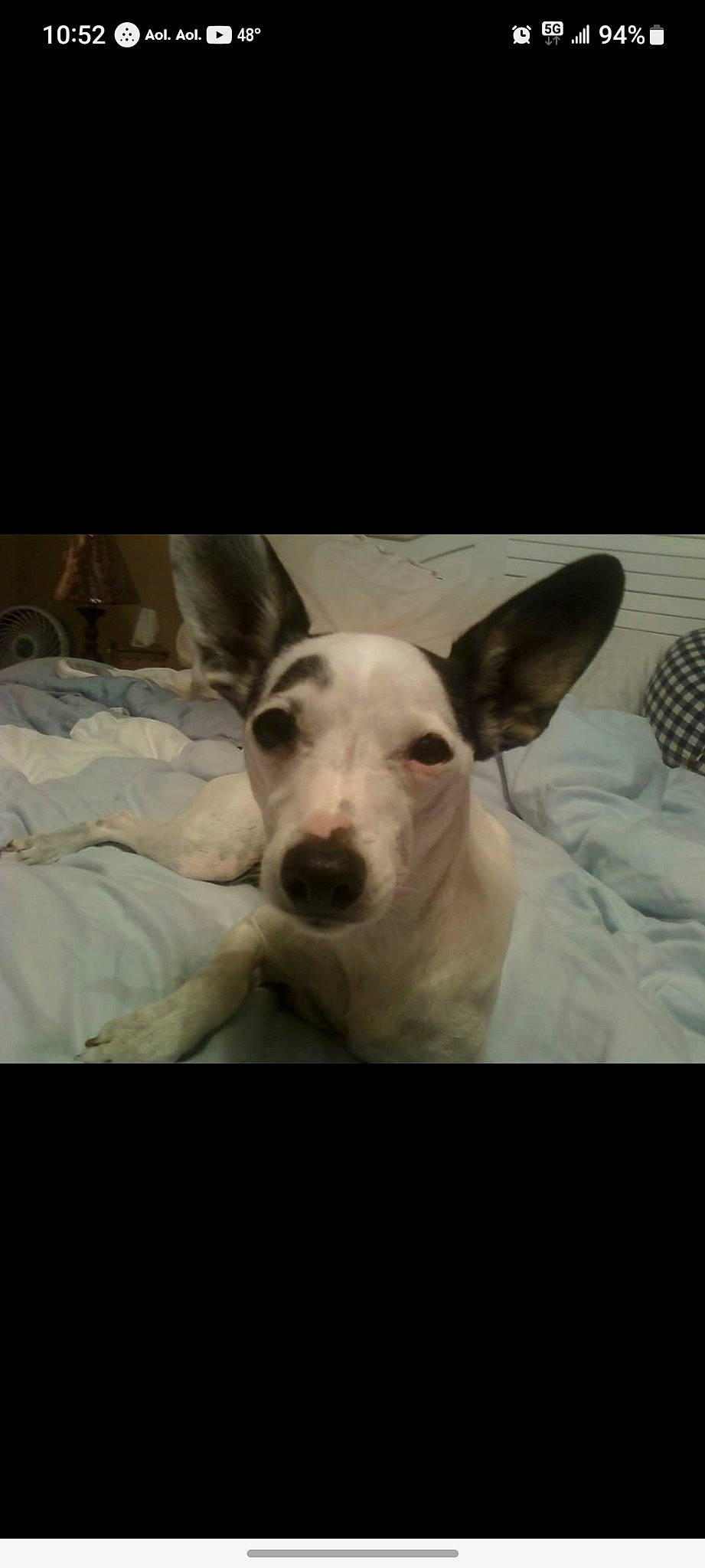 Tiny joined the competition — help win amazing prizes! carnivore, comfort, companion_dog, dog, dog_breed, metal, monochrome, monochrome_photography, non_sporting_group, sighthound, snout, terrestrial_animal, whiskers, working_animal