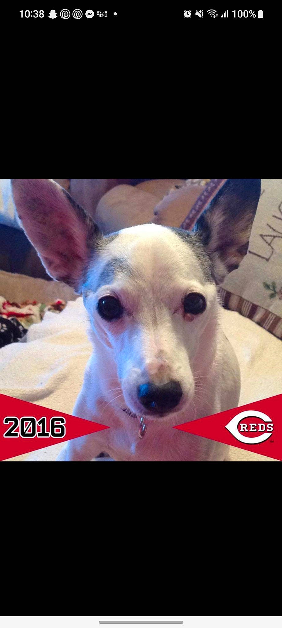 Tiny is registered to the contest to win money with this photo: ancient_dog_breeds, canidae, carnivore, collar, companion_dog, dog, dog_breed, dog_collar, dog_supply, ear, fawn, giant_dog_breed, happy, non_sporting_group, pet_supply, photo_caption, snout, square, whiskers, working_animal