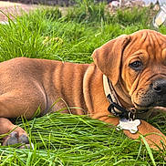 Canelo is registered to the contest to win money with this photo: puppy, dog, grass, outdoor, pet, animal, brown_fur, collar, cute, lying_down, nature, young_dog, closeup, adorable, canine, ears, paw, fur_texture, greenery, sunlight