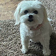 Mia joined the competition — help win amazing prizes! dog, white_dog, small_dog, fluffy, pet, indoor, carpet, floor, collar, curious, standing, animal, cute, fur, companion, domestic, looking, face, ears, paw