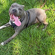 Amarok participe au concours pour gagner de l'argent avec cette photo : dog, grass, outdoor, happy, tongue_out, pet, canine, playful, sunlight, nature, summer, animal, leash, closeup, muzzle, fur, collar, panting, cute, friendly