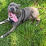 dog, grass, outdoor, happy, tongue_out, pet, canine, playful, sunlight, nature, summer, animal, leash, closeup, muzzle, fur, collar, panting, cute, friendly