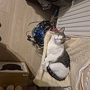 Twister participe au concours pour gagner de l'argent avec cette photo : animal, basket, cables, cat, cat_scratch_post, cozy, curious, domestic, fleece_blanket, floor, furniture, home_interior, indoor, looking_up, pet, radiator, relaxed, resting, tabby_cat, wooden_furniture