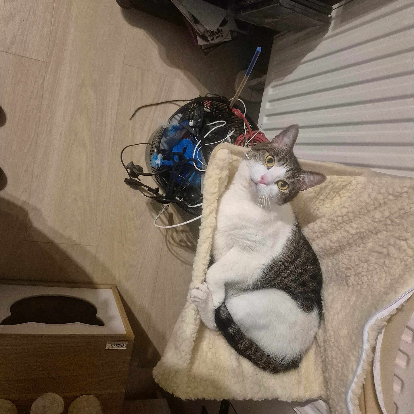 Twister participe au concours pour gagner de l'argent avec cette photo : animal, basket, cables, cat, cat_scratch_post, cozy, curious, domestic, fleece_blanket, floor, furniture, home_interior, indoor, looking_up, pet, radiator, relaxed, resting, tabby_cat, wooden_furniture