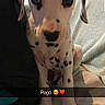 animal, black_spots, blanket, couch, cozy, cute, dalmatian, dog, ears, expression, face, fur, indoor, looking, pet, puppy, sitting, snout, spots, young