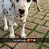 Pogo a rejoint le concours — aidez-le/la à gagner de superbes lots ! animal, black_spots, brick_path, canine, closeup, curious, dalmatian, dog, head_tilt, moss, nature, outdoor, pet, playful, puppy, sidewalk, spot, standing, white_fur, young