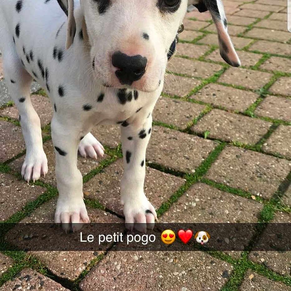 Pogo