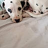 Pogo a rejoint le concours — aidez-le/la à gagner de superbes lots ! adorable, animal, black_spots, blue_wall, close_up, companion, curled_up, cute, dalmatian, dog, fur, indoor, looking_up, lying_down, pet, puppy, resting, soft_surface, white, young_dog