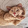 cat, ginger_cat, pet, sleepy, relaxed, paw, whiskers, closeup, feline, cute, indoor, soft, quilt, fur, animal, mammal, resting, pink_nose, ears, cozy
