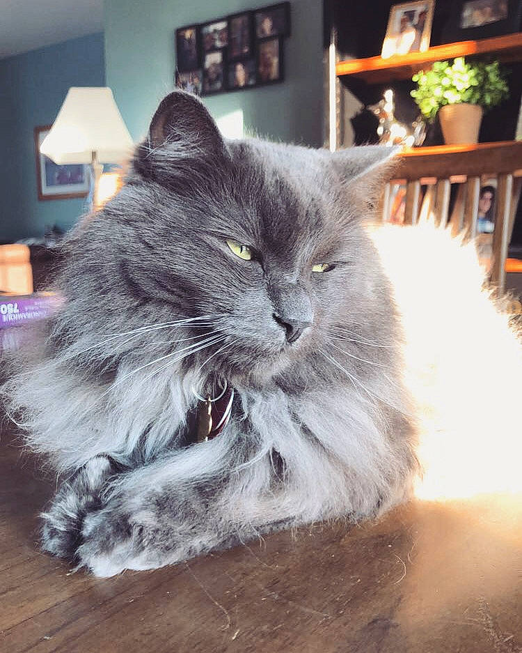 Syrinx is registered to the contest to win money with this photo: british_longhair, carnivore, cat, comfort, felidae, flooring, fur, grey, hardwood, houseplant, lamp, paw, picture_frame, plant, small_to_medium_sized_cats, snout, tail, whiskers, window, wood