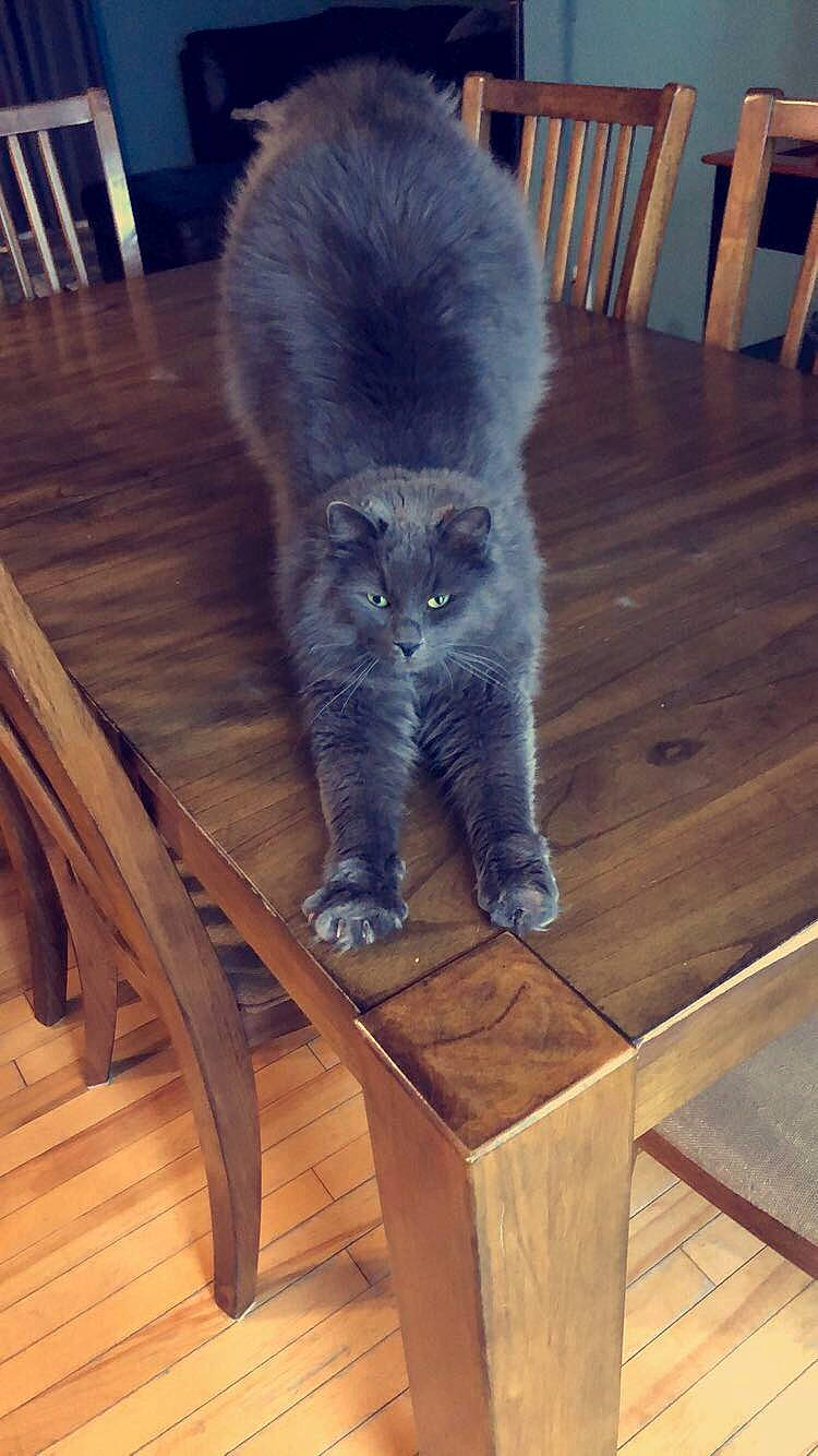 Syrinx is registered to the contest to win money with this photo: carnivore, cat, chair, fawn, felidae, floor, flooring, fur, furniture, grey, hardwood, laminate_flooring, plank, small_to_medium_sized_cats, tail, varnish, whiskers, window, wood, wood_stain