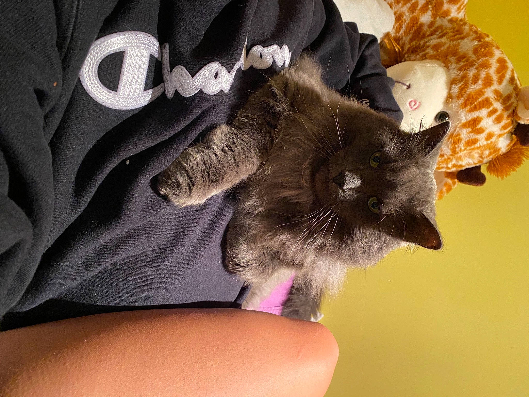 Syrinx joined the competition — help win amazing prizes! canidae, carnivore, cat, comfort, domestic_short_haired_cat, ear, fashion_accessory, fawn, felidae, fur, gesture, hat, human_leg, nail, paw, sleeve, small_to_medium_sized_cats, tail, thigh, whiskers