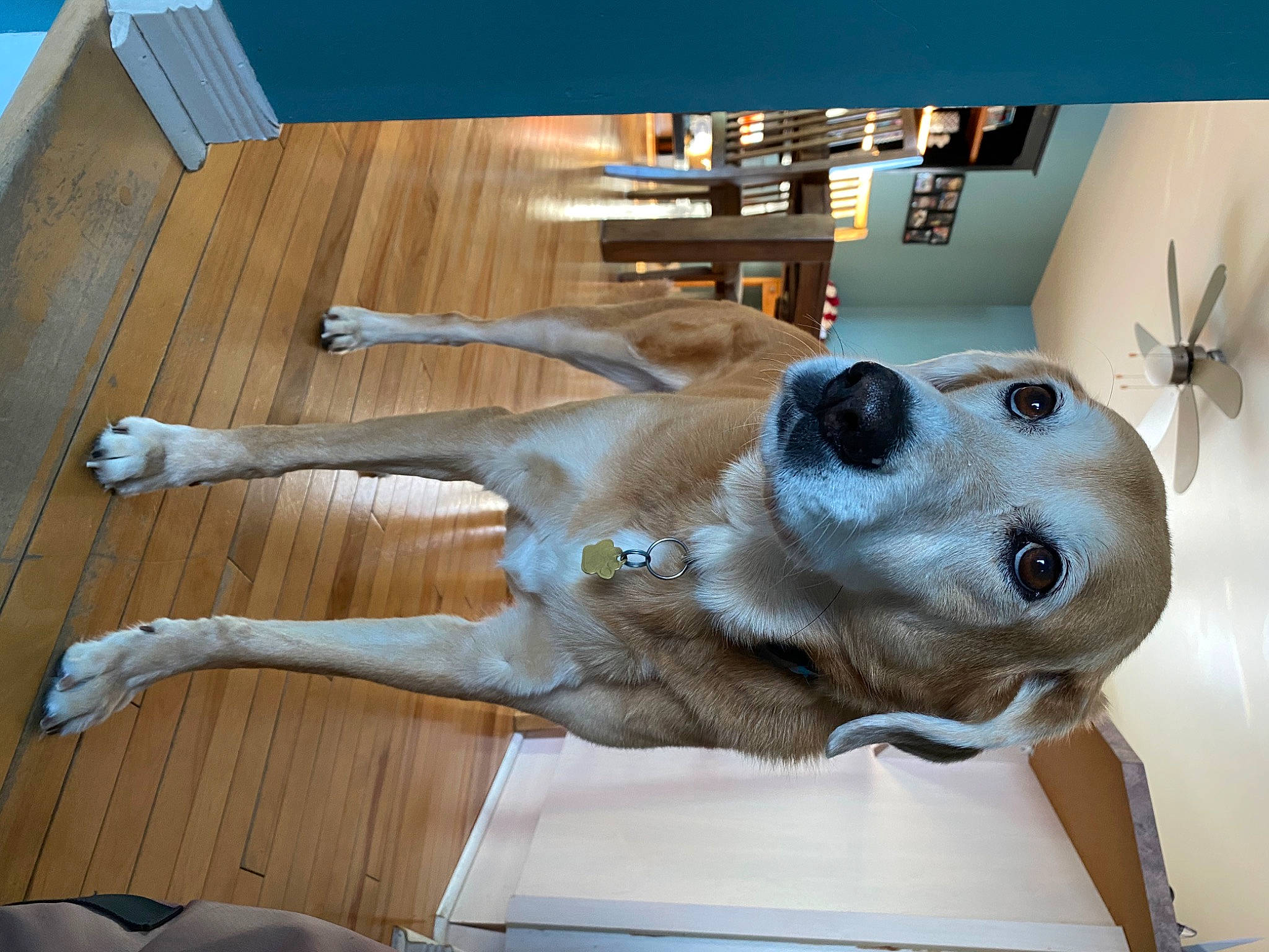 River is registered to the contest to win money with this photo: bone, carnivore, collar, comfort, companion_dog, dog, dog_breed, ear, fawn, felidae, floor, flooring, hardwood, jaw, snout, table, whiskers, wood, wood_stain, working_animal