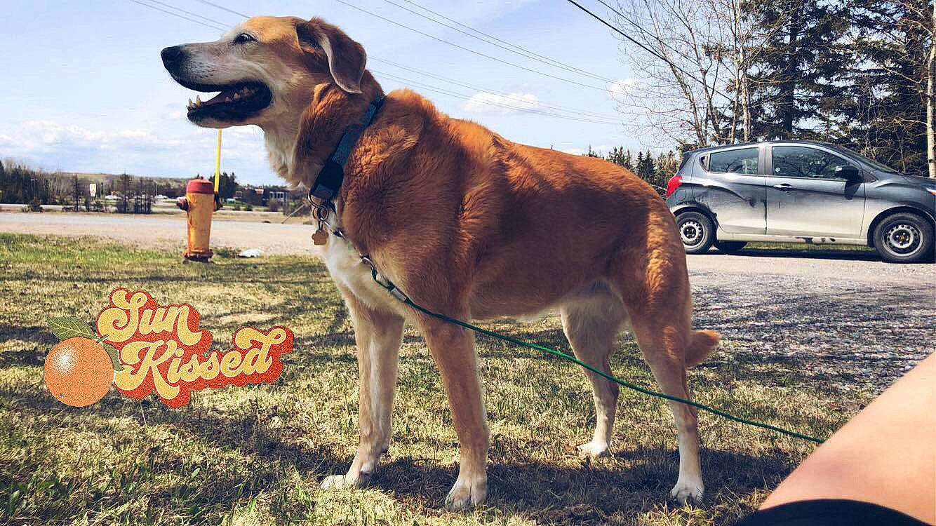 River is registered to the contest to win money with this photo: car, carnivore, cloud, collar, companion_dog, dog, dog_breed, fawn, grass, plant, retriever, sky, snout, sporting_group, tail, tire, tree, vehicle, wheel, working_animal