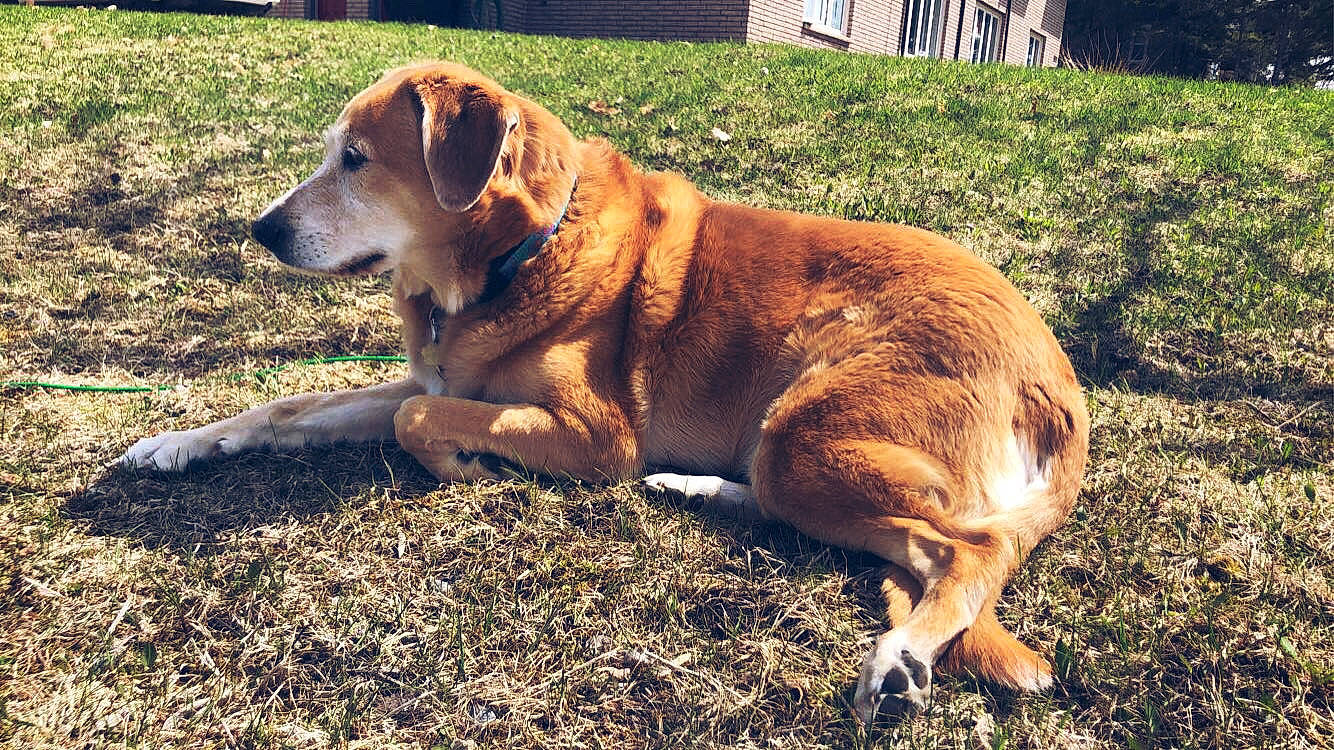 River joined the competition — help win amazing prizes! carnivore, collar, companion_dog, dog, dog_breed, dog_collar, fawn, grass, hunting_dog, plant, shadow, soil, sporting_group, tail, terrestrial_animal, tree, window, working_animal, working_dog