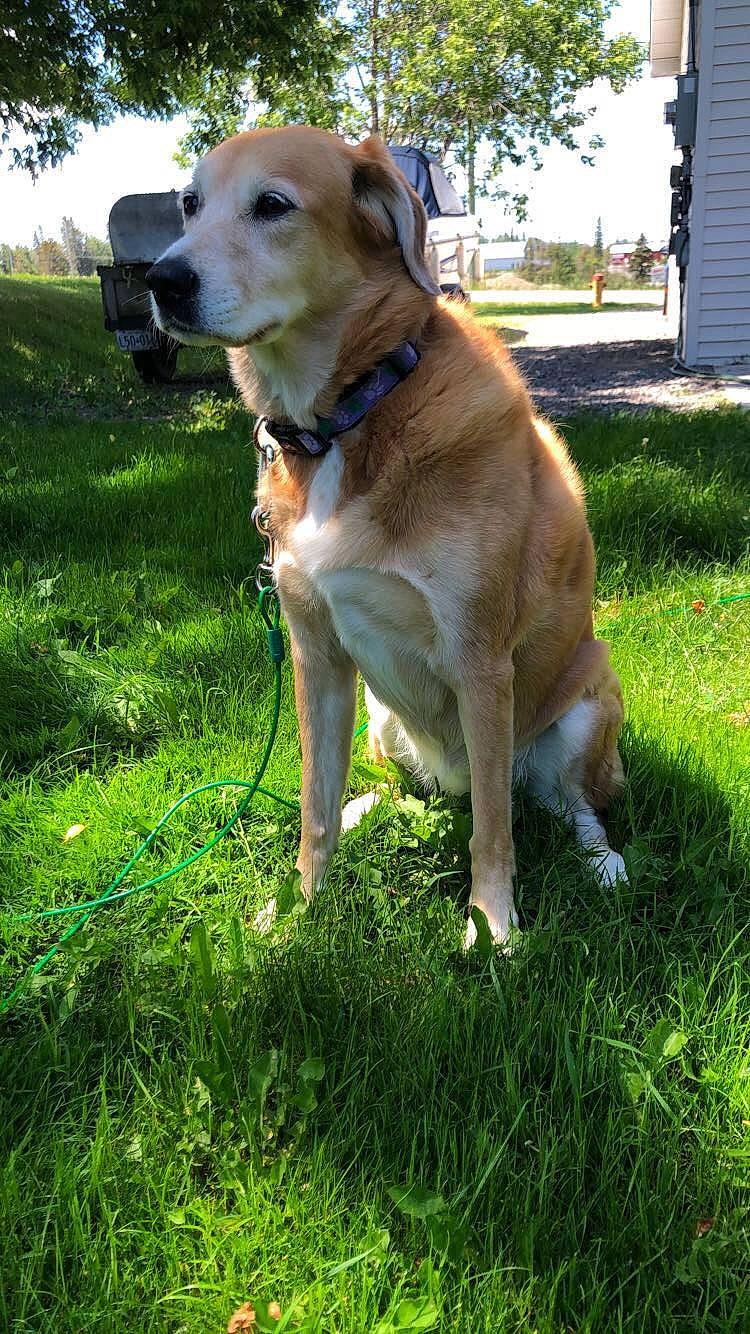 River is registered to the contest to win money with this photo: carnivore, collar, companion_dog, dog, dog_breed, dog_collar, fawn, grass, groundcover, gun_dog, lawn, leash, plant, retriever, snout, street_dog, tail, tree, whiskers, working_animal