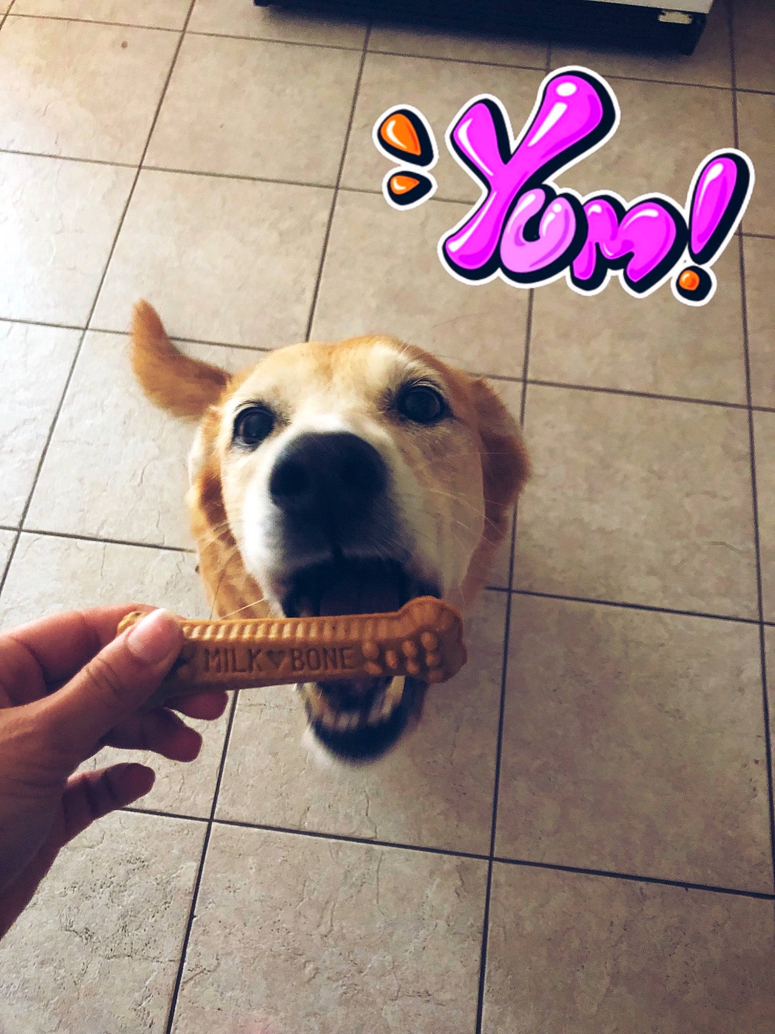 River joined the competition — help win amazing prizes! carnivore, collar, companion_dog, dog, dog_breed, dog_collar, dog_supply, fawn, floor, flooring, happy, line, pet_supply, rectangle, smile, snapshot, snout, tile_flooring, wood, working_animal