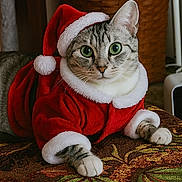 Katie is registered to the contest to win money with this photo: cat, tabby_cat, santa_hat, red_clothing, festive, holiday, pet, animal, green_eyes, cute, indoor, furry, whiskers, paws, costume, relaxed, portrait, christmas, cozy, close_up