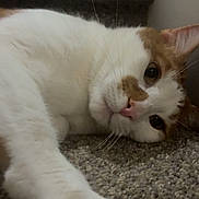 Bobbie is registered to the contest to win money with this photo: carpet, cat, close_up, cozy, ear, eyes, feline, floor, heart_sticker, indoor, lying_down, nose, orange_fur, paw, pet, portrait, sparkles, sticker_overlay, whiskers, white_fur