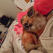 Gribouille a rejoint le concours — aidez-le/la à gagner de superbes lots ! animal, bed, blanket, brown_fur, cozy, curious, cute, dog, ears, fluffy, furniture, indoor, living_room, pet, pink_blanket, relaxed, resting, side_view, small_dog, white_sheets
