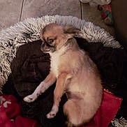 Gribouille a rejoint le concours — aidez-le/la à gagner de superbes lots ! dog, chihuahua, pet, indoor, blanket, bed, tile_floor, fur, small_dog, resting, cozy, animal, cute, relaxed, home, comfort, canine, sleeping_area, furry, laying_down