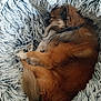 dog, sleeping, curled_up, brown_fur, fluffy, blanket, soft_texture, cozy, indoors, pet, resting, fur, tail, animal, cute, relaxed, companion, domestic, comfort, nap