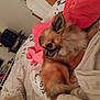 Gribouille participe au concours pour gagner de l'argent avec cette photo : animal, bed, blanket, companion, cozy, cute, dog, domestic, fur, furniture, home, indoor, pet, pink_blanket, relaxed, resting, sleeping_area, small_dog, soft_texture, white_sheet