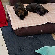 Daisy a rejoint le concours — aidez-le/la à gagner de superbes lots ! animal, black_puppy, blanket, brown_puppy, canine, couch, cozy, dogs, floor, furniture, indoor, living_room, pet_bed, pets, photograph, puppies, resting, rug, sleeping, timestamp