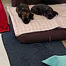 animal, black_puppy, blanket, brown_puppy, canine, couch, cozy, dogs, floor, furniture, indoor, living_room, pet_bed, pets, photograph, puppies, resting, rug, sleeping, timestamp