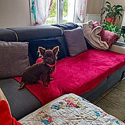 Daisy participe au concours pour gagner de l'argent avec cette photo : dog, small_dog, brown_dog, pink_collar, couch, red_blanket, pillows, gray_couch, quilt, living_room, window, plants, tile_floor, curtains, indoor, furniture, pet, cozy, seated, alert