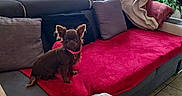 Daisy participe au concours pour gagner de l'argent avec cette photo : alert, brown_dog, couch, cozy, curtains, dog, furniture, gray_couch, indoor, living_room, pet, pillows, pink_collar, plants, quilt, red_blanket, seated, small_dog, tile_floor, window