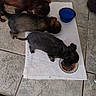 Daisy a rejoint le concours — aidez-le/la à gagner de superbes lots ! animals, black_dog, brown_dog, dogs, eating, feeding, food_bowl, home, indoor, lunch, overhead_view, pet_care, pet_food, photograph, puppies, small_dog, three_dogs, tile_floor, water_bowl, white_towel