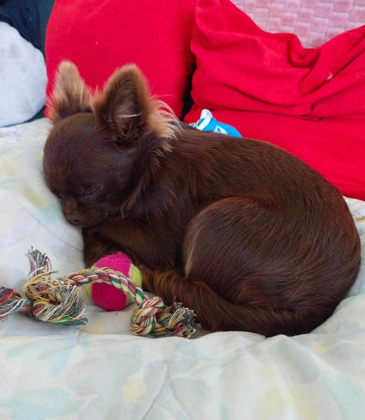 Daisy participe au concours pour gagner de l'argent avec cette photo : dog, sleeping, toy, rope_toy, tennis_ball, brown_fur, bed, cushion, red_cushion, indoor, pet, cozy, curled_up, resting, small_dog, fur, animal, cute, quiet, relaxed