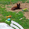 Daisy participe au concours pour gagner de l'argent avec cette photo : backyard, ball, black_dog, chair, daylight, dog, dog_toy, fence, french_bulldog, garden, grass, lying_down, outdoor_furniture, outdoors, patio, pet, small_dog, squeaky_toy, table, toy