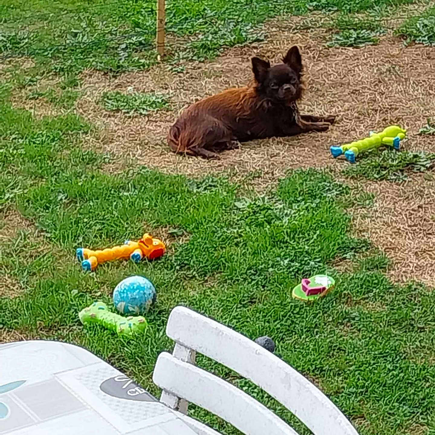 Daisy