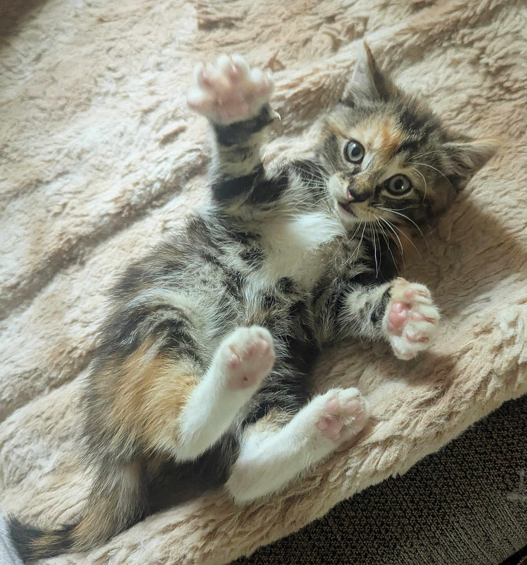 Gracie is registered to the contest to win money with this photo: kitten, cat, paw, playful, cute, furry, pet, animal, sleeping, resting, blanket, soft, closeup, tabby, indoor, young, small, adorable, fur, whiskers