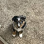Arrow is registered to the contest to win money with this photo: puppy, dog, blue_eyes, carpet, indoor, pet, cute, tricolor, furry, small_dog, animal, floor, crate, household, young_dog, looking_up, adorable, domestic, pet_care, canine