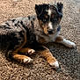 Arrow joined the competition — help win amazing prizes! puppy, dog, carpet, indoor, blue_eyes, fur, pet, laying_down, curious, toy, dog_bed, brown, black, white, tan, cute, animal, pet_bed, domestic, furry