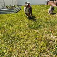 Arrow joined the competition — help win amazing prizes! dog, grass, yard, garden_bed, fence, sunny, outdoor, running, playing, pet, happy, canine, small_dog, medium_dog, house, brick_wall, daylight, nature, animal, backyard