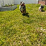 dog, grass, yard, garden_bed, fence, sunny, outdoor, running, playing, pet, happy, canine, small_dog, medium_dog, house, brick_wall, daylight, nature, animal, backyard