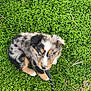 puppy, dog, blue_eyes, leash, greenery, grass, outdoor, cute, fur, animal, pet, nature, young, sitting, curious, small, black, white, brown, spot