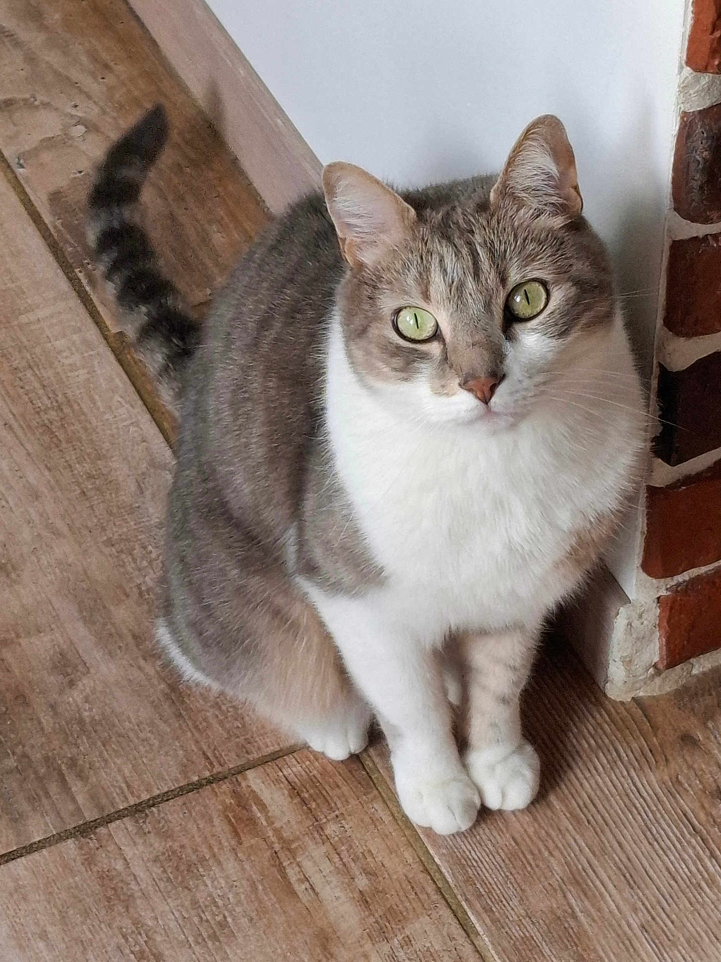 Néo participe au concours pour gagner de l'argent avec cette photo : cat, pet, indoor, floor, wooden_floor, brick_wall, white_wall, sitting, green_eyes, curious, feline, mammal, domestic_animal, whiskers, tail, ears, paws, fur, looking_up, cute