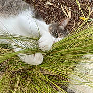 Saphir a rejoint le concours — aidez-le/la à gagner de superbes lots ! animal, cat, closeup, curious, cute, eye, fur, garden, grass, green, ground, hiding, leaf, mammal, nature, outdoor, paws, pet, playful, whiskers