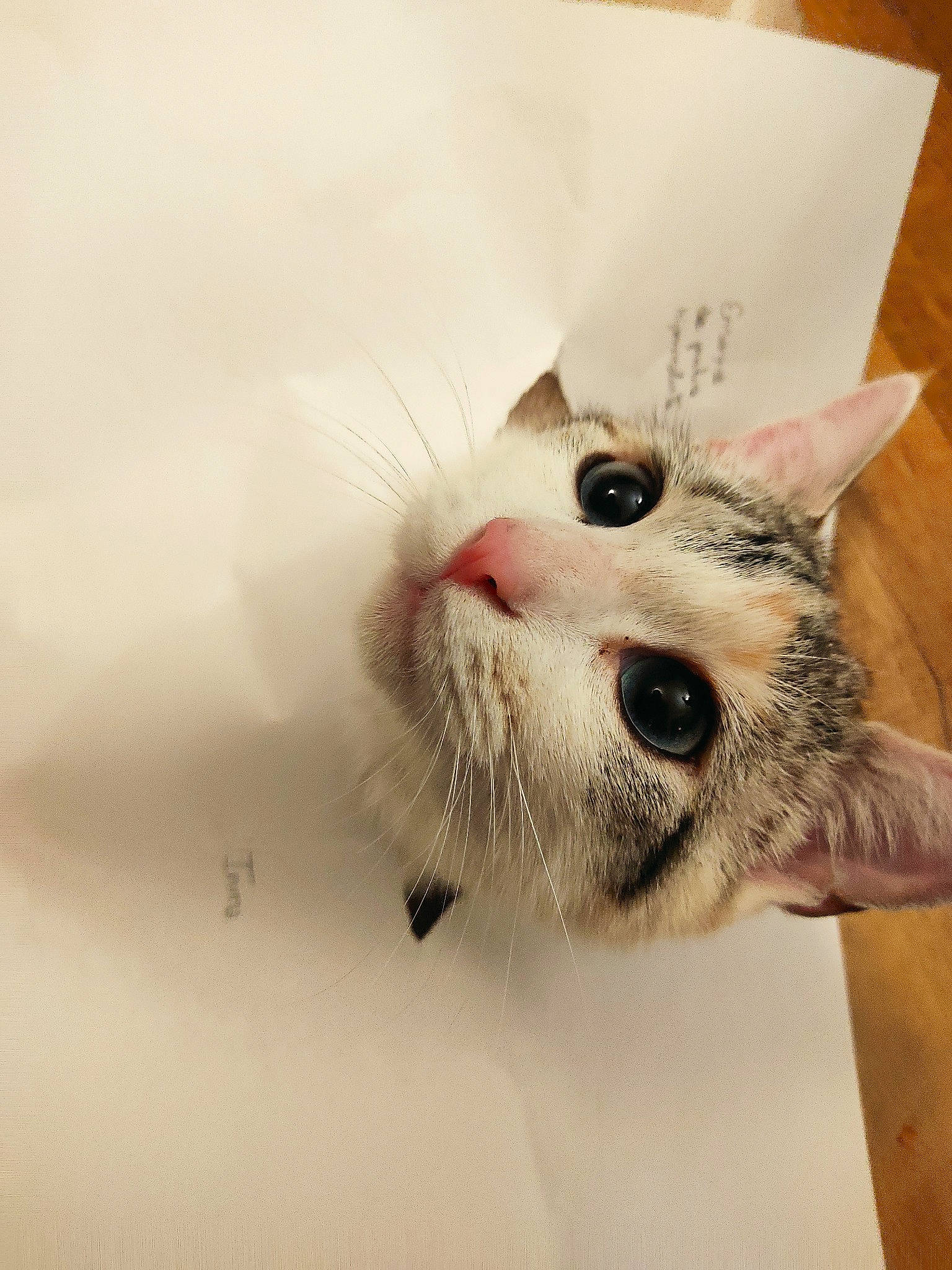 Xena a rejoint le concours — aidez-le/la à gagner de superbes lots ! balinese, birman, carnivore, cat, claw, domestic_short_haired_cat, eyelash, fang, felidae, fur, paw, siamese, small_to_medium_sized_cats, snout, thai, whiskers