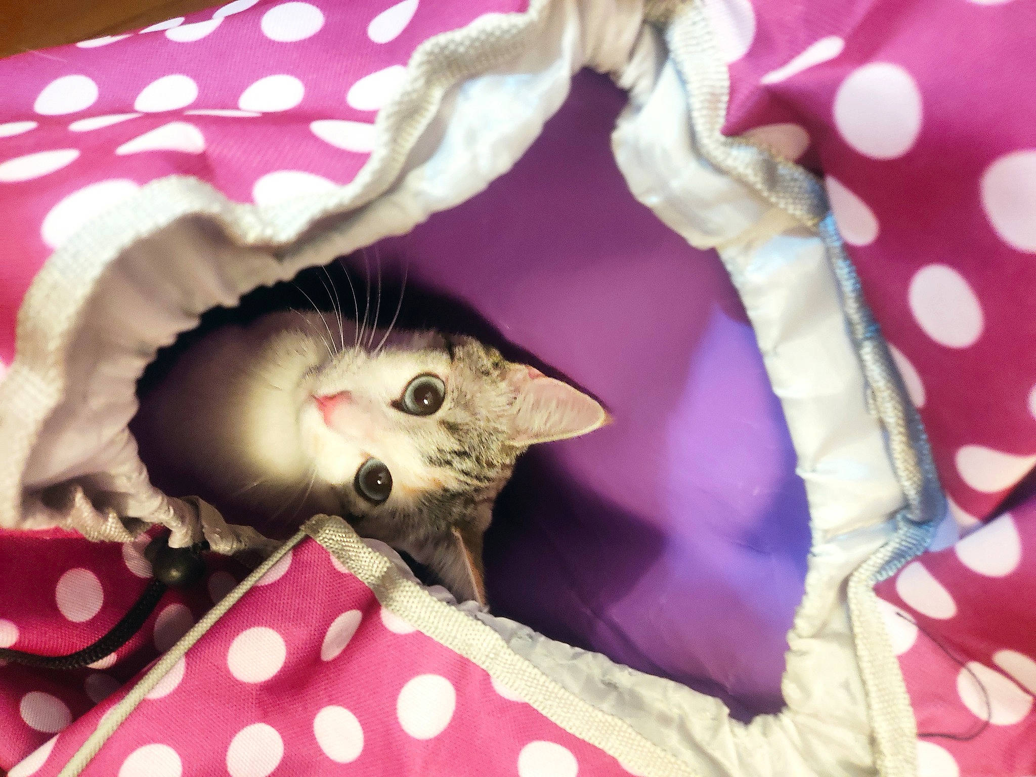 Xena a rejoint le concours — aidez-le/la à gagner de superbes lots ! art, carmine, carnivore, cat, creative_arts, fashion_accessory, fawn, felidae, fur, linens, magenta, pattern, paw, pink, purple, small_to_medium_sized_cats, tail, textile, violet, whiskers